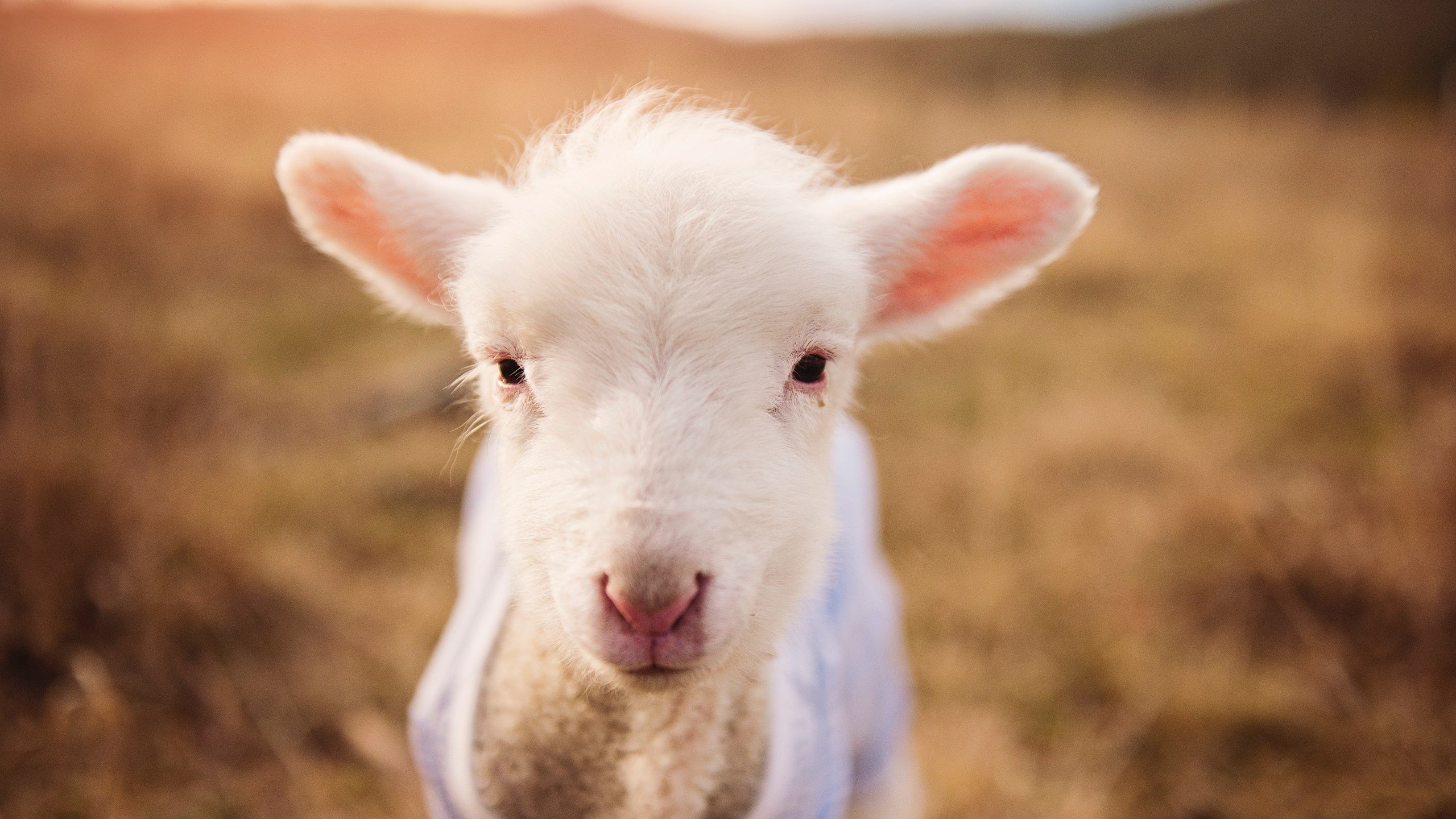 魔法编织之夜，哈利伯顿的无声交响与步行者的东决狂想