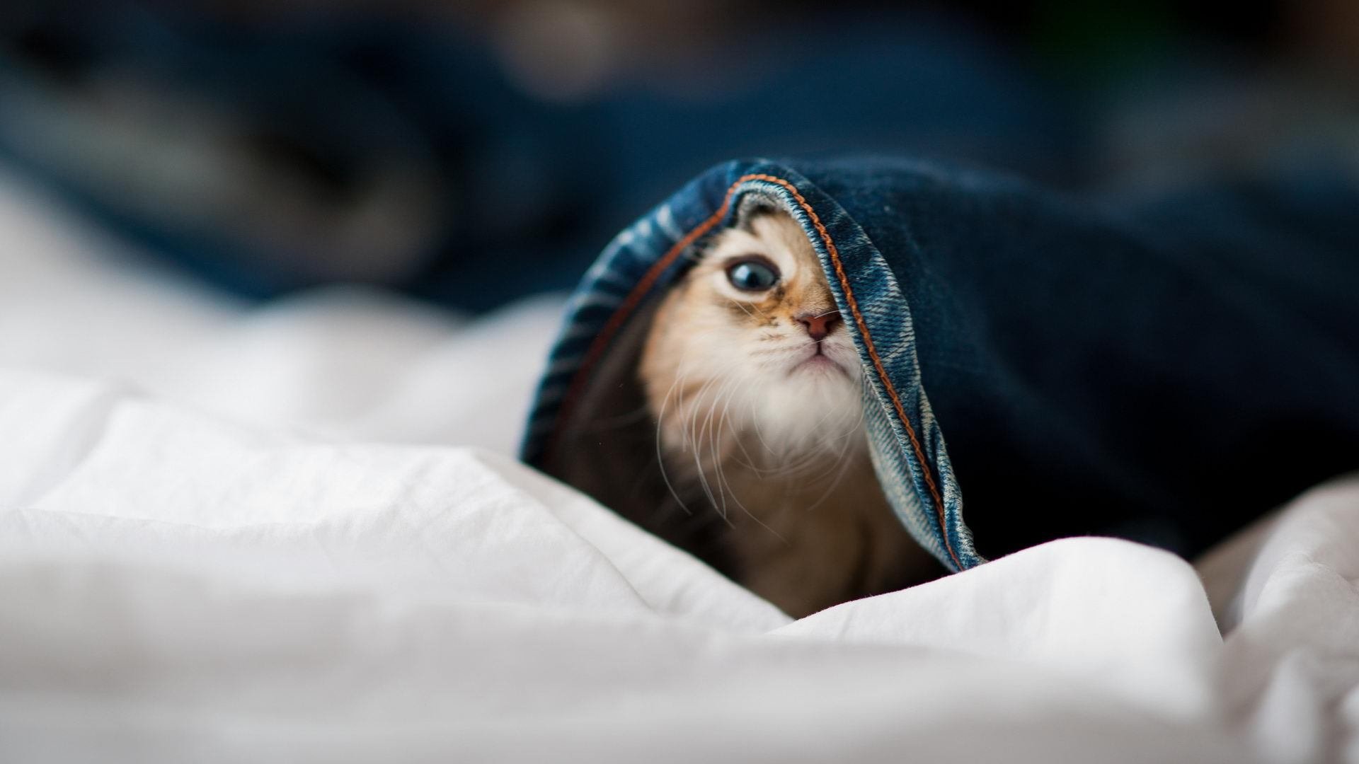 生死战铸就传奇，克莱纪录之夜与爵士惊魂胜利的双重唯一性