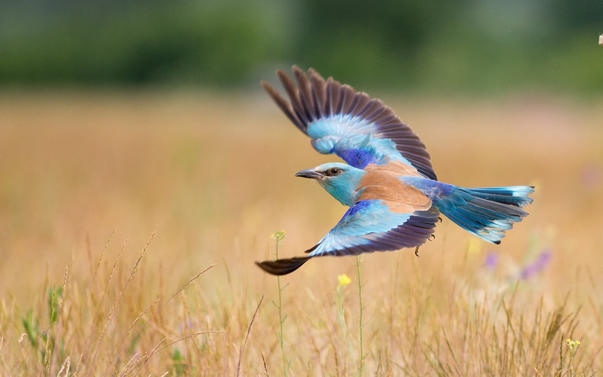 2026世界杯之夜，C罗，世界足坛的最后一个哨兵