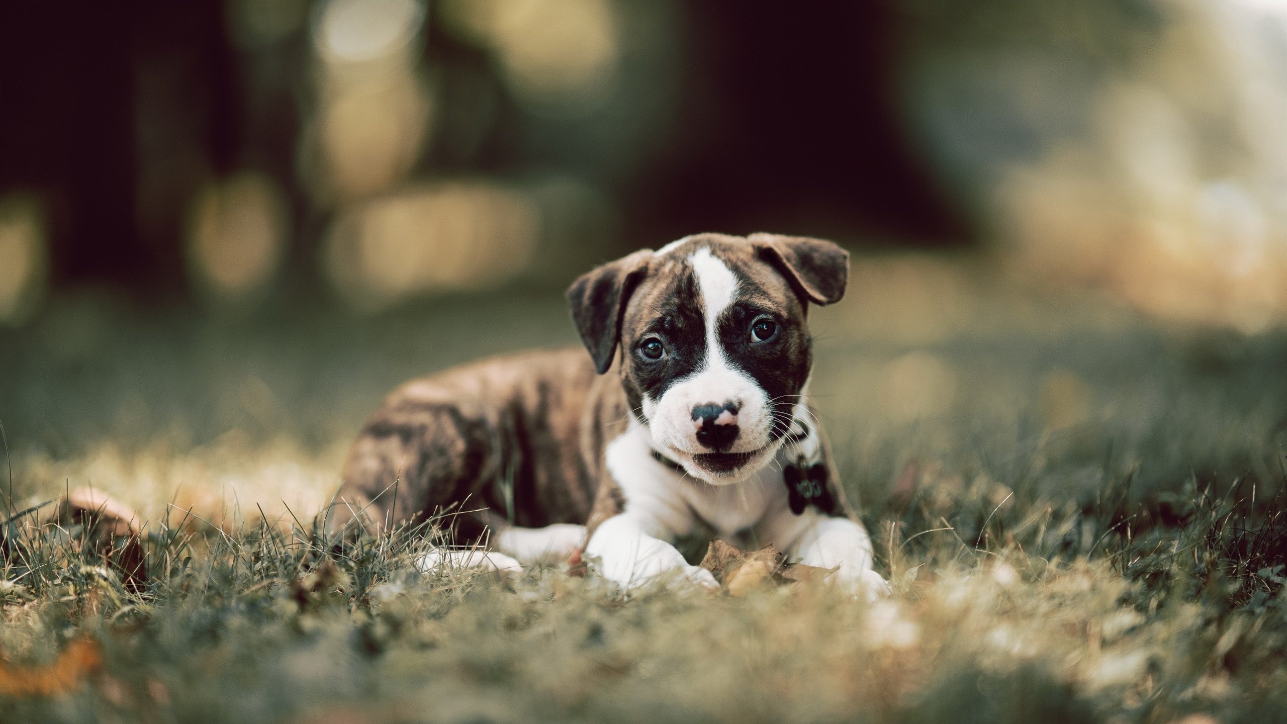 哈兰德化身波斯湾战神，一场改写伊拉克足球命运的归化奇迹
