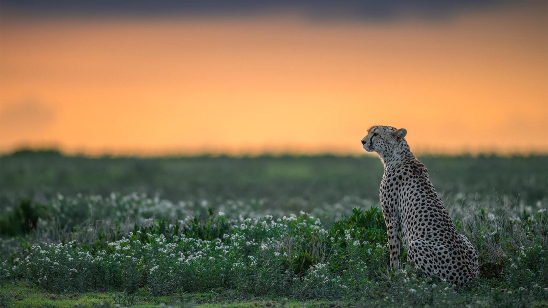 寒霜与鸢尾鏖战正酣，姆巴佩一剑封喉定乾坤