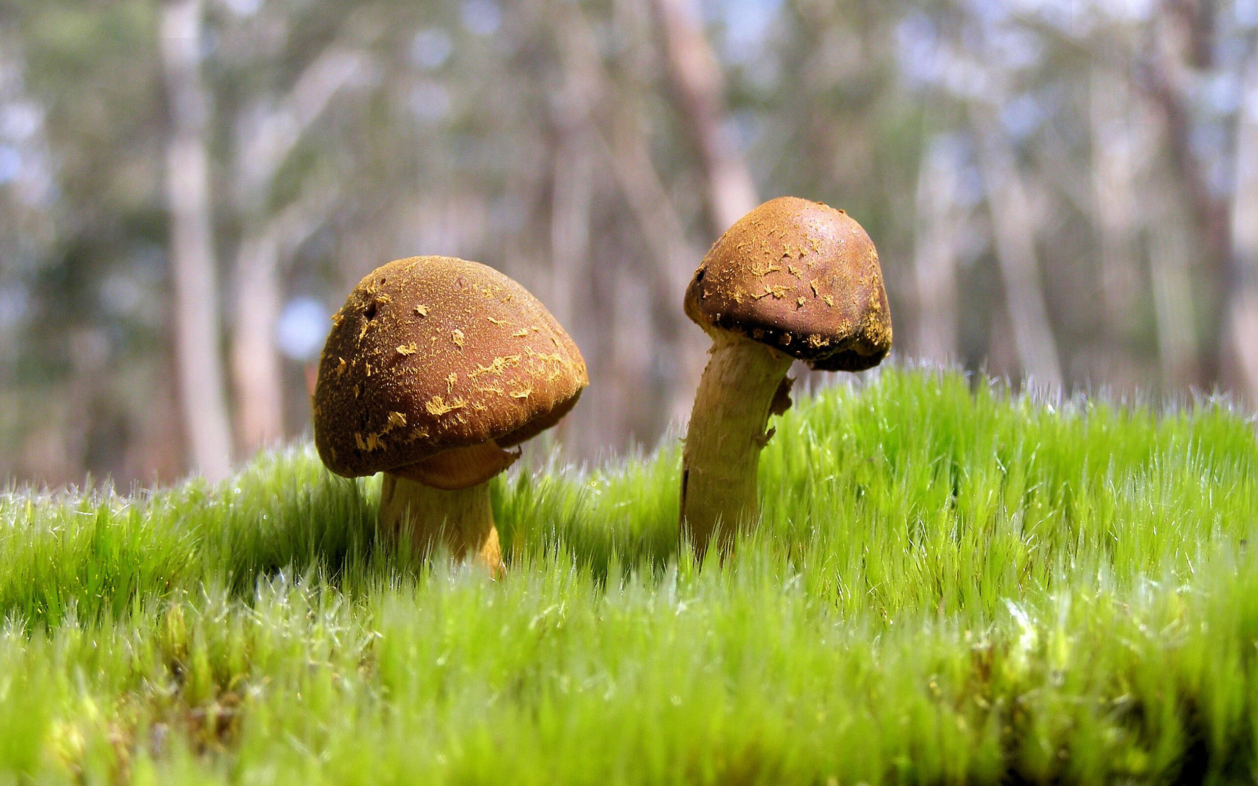 红军利物浦欧冠赛场收割塞维利亚，新星巴斯托尼数据全面爆炸引领胜利狂潮