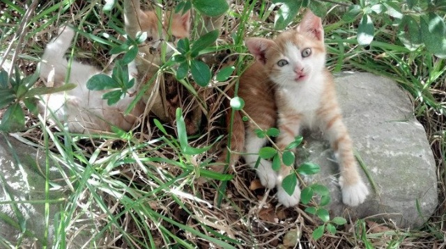 冰川上的鹰，2026世界杯之夜，阿坎吉用沉默封存的史诗