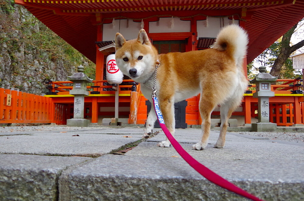 开云体育官网-美加墨世界杯焦点战，比利时以马德里竞技式铁血防守带走胜利