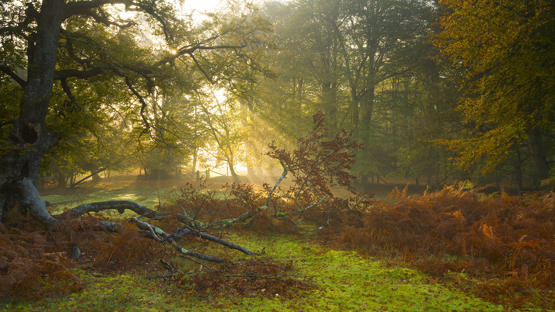 一锤定音，德甲争冠夜，赖斯的战争与和平
