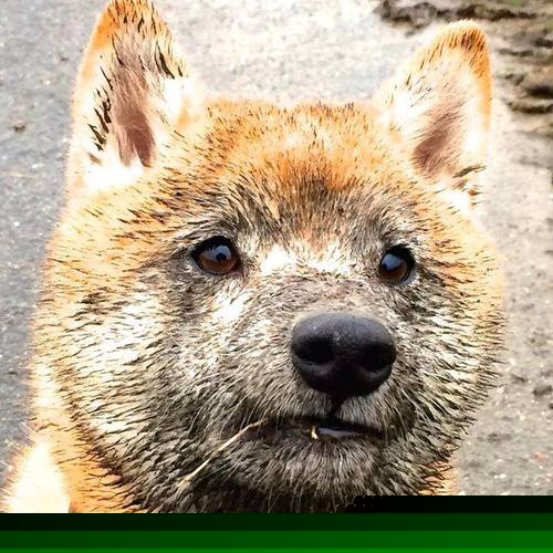 血脉里的战术，当基耶萨的爆发遇见爱尔兰式沉稳