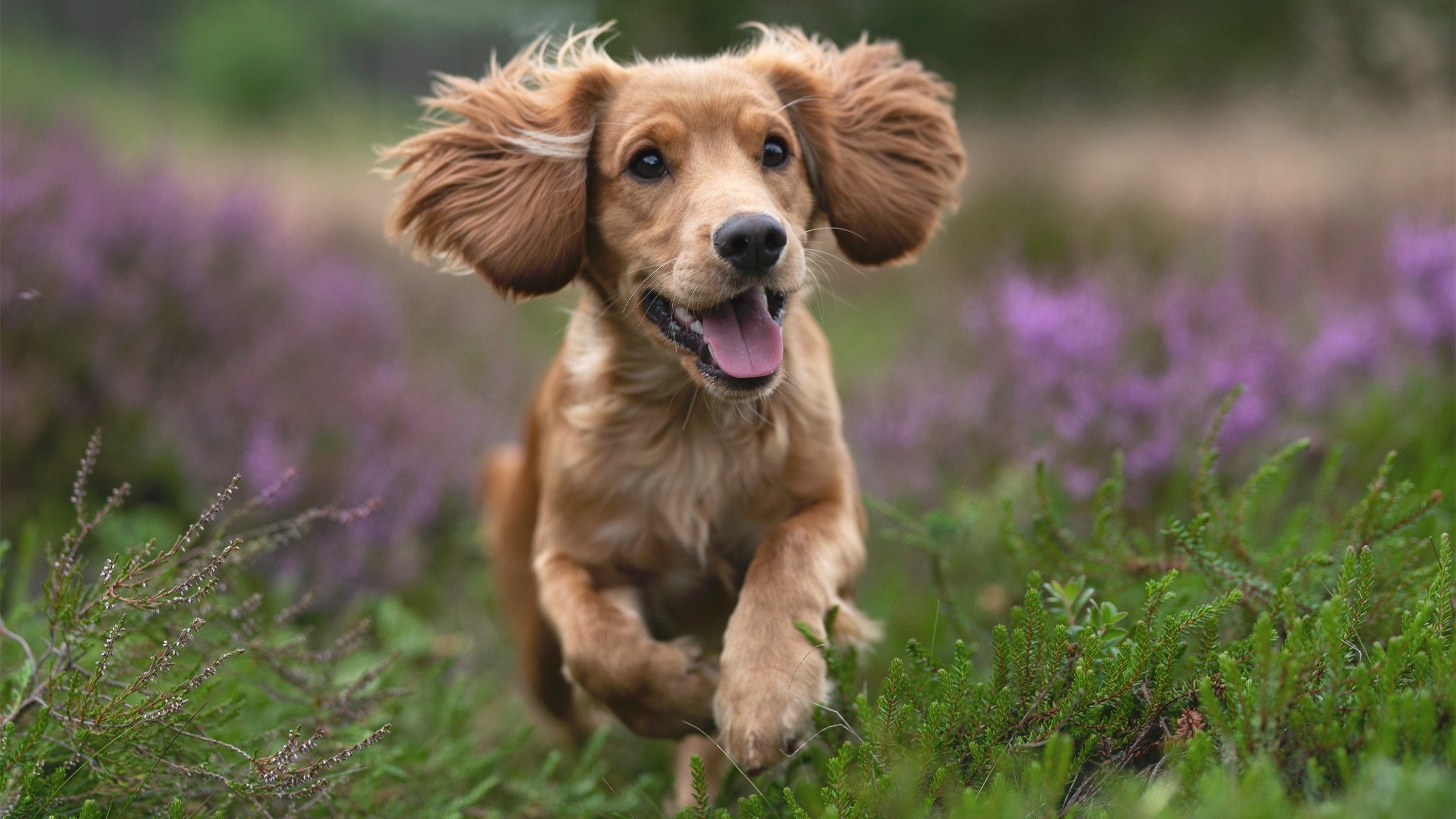 碾压级防守！灰熊主场封印热火，马克西攻防一体打出压制表现